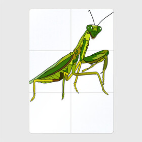Магнитный плакат 2Х3 с принтом Богомол в Екатеринбурге, Полимерный материал с магнитным слоем | 6 деталей размером 9*9 см | Тематика изображения на принте: animals | insect | mantis | nature | summer | богомол | весна | дикие | животные | жуки | звери | зеленый богомол | клещни | комары | кузнечики | лапки | лето | мухи | насекомое | природа | самка | стрекоза | существа | усики