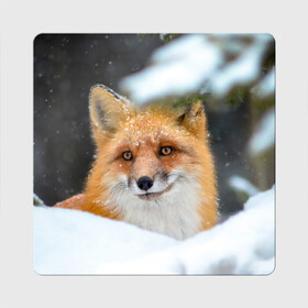Магнит виниловый Квадрат с принтом Лисичка на сугробе в Екатеринбурге, полимерный материал с магнитным слоем | размер 9*9 см, закругленные углы | Тематика изображения на принте: fox | foxy | животное | звери | лиса | лисенок | лисичка | милая | рыжая | фокс