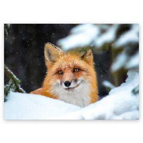 Поздравительная открытка с принтом Лисичка на сугробе в Екатеринбурге, 100% бумага | плотность бумаги 280 г/м2, матовая, на обратной стороне линовка и место для марки
 | fox | foxy | животное | звери | лиса | лисенок | лисичка | милая | рыжая | фокс