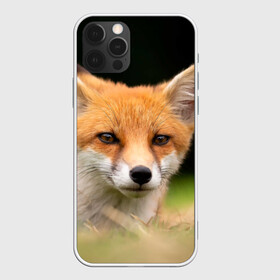 Чехол для iPhone 12 Pro Max с принтом Мордочка лисицы в Екатеринбурге, Силикон |  | fox | foxy | животное | звери | лиса | лисенок | лисичка | милая | рыжая | фокс