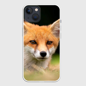 Чехол для iPhone 13 с принтом Мордочка лисицы в Екатеринбурге,  |  | fox | foxy | животное | звери | лиса | лисенок | лисичка | милая | рыжая | фокс