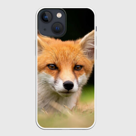 Чехол для iPhone 13 mini с принтом Мордочка лисицы в Екатеринбурге,  |  | fox | foxy | животное | звери | лиса | лисенок | лисичка | милая | рыжая | фокс