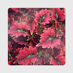 Магнит виниловый Квадрат с принтом Красные листья в Екатеринбурге, полимерный материал с магнитным слоем | размер 9*9 см, закругленные углы | алый | красные листья | листопад | листья | осень | пурпурный | растение | текстуры | узор | экзотически растения