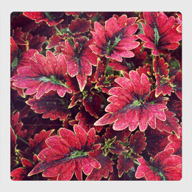 Магнитный плакат 3Х3 с принтом Красные листья в Екатеринбурге, Полимерный материал с магнитным слоем | 9 деталей размером 9*9 см | алый | красные листья | листопад | листья | осень | пурпурный | растение | текстуры | узор | экзотически растения