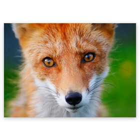 Поздравительная открытка с принтом Крупно мордочка лисы в Екатеринбурге, 100% бумага | плотность бумаги 280 г/м2, матовая, на обратной стороне линовка и место для марки
 | Тематика изображения на принте: fox | foxy | животное | звери | лиса | лисенок | лисичка | милая | рыжая | фокс