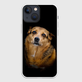Чехол для iPhone 13 mini с принтом ГРУСТНЫЕ ГЛАЗКИ в Екатеринбурге,  |  | animal | black | dog | photo | глаза | грусть | домашние | животные | звери | пес | пушистый | собакен | собаки | черный