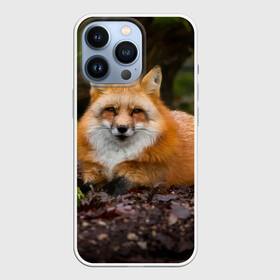 Чехол для iPhone 13 Pro с принтом Взрослый строгий лис в Екатеринбурге,  |  | fox | foxy | животное | звери | лиса | лисенок | лисичка | милая | рыжая | фокс
