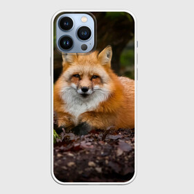Чехол для iPhone 13 Pro Max с принтом Взрослый строгий лис в Екатеринбурге,  |  | fox | foxy | животное | звери | лиса | лисенок | лисичка | милая | рыжая | фокс