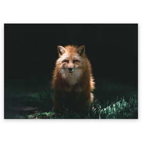 Поздравительная открытка с принтом Хитрый Лис в Екатеринбурге, 100% бумага | плотность бумаги 280 г/м2, матовая, на обратной стороне линовка и место для марки
 | animals | beast | forest | fox | nature | orange | predator | red | животные | зверь | лес | лис | лиса | лисица | лисичка | природа | рыжая | рыжий | фыр | хитрый | хищник