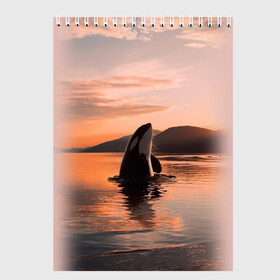 Скетчбук (блокнот) с принтом касатки на закате в Екатеринбурге, 100% бумага
 | 48 листов, плотность листов — 100 г/м2, плотность картонной обложки — 250 г/м2. Листы скреплены сверху удобной пружинной спиралью | Тематика изображения на принте: ocean | orca | sea | sea animal | дельфин | закат | касатка | кит | море | океан | рисунок кита