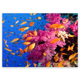 Поздравительная открытка с принтом Коралловые рыбки в Екатеринбурге, 100% бумага | плотность бумаги 280 г/м2, матовая, на обратной стороне линовка и место для марки
 | коралловые | море | океан | подводный мир | рифы | рыбки | рыбы