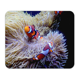 Коврик для мышки прямоугольный с принтом Клоуны в актинии в Екатеринбурге, натуральный каучук | размер 230 х 185 мм; запечатка лицевой стороны | актиния | клоуны | коралловые | море | подводный мир | рыбки