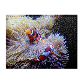 Обложка для студенческого билета с принтом Клоуны в актинии в Екатеринбурге, натуральная кожа | Размер: 11*8 см; Печать на всей внешней стороне | актиния | клоуны | коралловые | море | подводный мир | рыбки