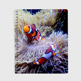Тетрадь с принтом Клоуны в актинии в Екатеринбурге, 100% бумага | 48 листов, плотность листов — 60 г/м2, плотность картонной обложки — 250 г/м2. Листы скреплены сбоку удобной пружинной спиралью. Уголки страниц и обложки скругленные. Цвет линий — светло-серый
 | актиния | клоуны | коралловые | море | подводный мир | рыбки