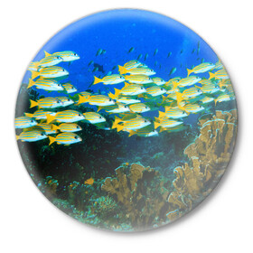 Значок с принтом Коралловые рыбки в Екатеринбурге,  металл | круглая форма, металлическая застежка в виде булавки | Тематика изображения на принте: коралловые | кораллы | море | морские обитатели | океан | подводный мир | рыбки