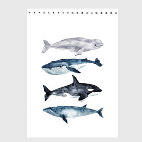 Скетчбук с принтом киты в Екатеринбурге, 100% бумага
 | 48 листов, плотность листов — 100 г/м2, плотность картонной обложки — 250 г/м2. Листы скреплены сверху удобной пружинной спиралью | ocean | orca | sea | sea animal | whale | белуха | дельфин | касатка | кит | море | океан | рисунок кита | синий кит