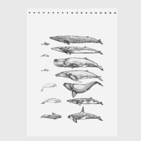 Скетчбук с принтом киты графика в Екатеринбурге, 100% бумага
 | 48 листов, плотность листов — 100 г/м2, плотность картонной обложки — 250 г/м2. Листы скреплены сверху удобной пружинной спиралью | ocean | orca | sea | sea animal | whale | графика | дельфин | касатка | кит | море | океан | плакат | рисунок кита