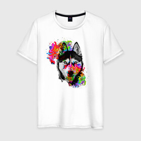 Мужская футболка хлопок с принтом собака с торчащими ушами в Екатеринбурге, 100% хлопок | прямой крой, круглый вырез горловины, длина до линии бедер, слегка спущенное плечо. | Тематика изображения на принте: белый | добрый | красивый | краски | собака | хаски | цвет | цветной | черный