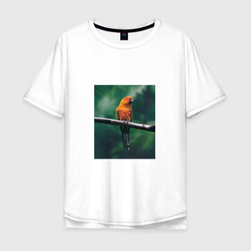 Мужская футболка хлопок Oversize с принтом Попугай сидит на ветке в Екатеринбурге, 100% хлопок | свободный крой, круглый ворот, “спинка” длиннее передней части | животные | звери | иллюстрации | попугай | популярные | прикольные | птица | сидит