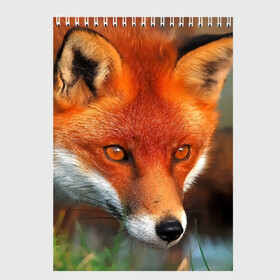 Скетчбук с принтом Лисица охотница в Екатеринбурге, 100% бумага
 | 48 листов, плотность листов — 100 г/м2, плотность картонной обложки — 250 г/м2. Листы скреплены сверху удобной пружинной спиралью | fox | foxy | животное | звери | лиса | лисенок | лисичка | милая | рыжая | фокс