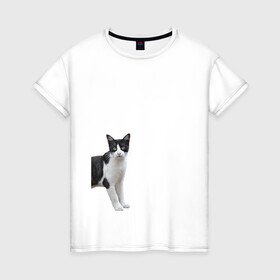 Женская футболка хлопок с принтом смотрящая кошка в Екатеринбурге, 100% хлопок | прямой крой, круглый вырез горловины, длина до линии бедер, слегка спущенное плечо | голова | домашнее животное | животное | зверь | кот | котёнок | кошка