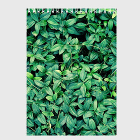 Скетчбук с принтом Барвинок  в Екатеринбурге, 100% бумага
 | 48 листов, плотность листов — 100 г/м2, плотность картонной обложки — 250 г/м2. Листы скреплены сверху удобной пружинной спиралью | art | ветви. | зелень | листья | натуральное | природа | растение