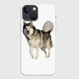 Чехол для iPhone 13 mini с принтом маламут Аляска в Екатеринбурге,  |  | Тематика изображения на принте: аляска | аляскинский маамут | маламут | маламутик | собака | собаки