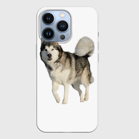 Чехол для iPhone 13 Pro с принтом маламут Аляска в Екатеринбурге,  |  | Тематика изображения на принте: аляска | аляскинский маамут | маламут | маламутик | собака | собаки