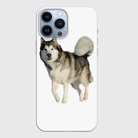 Чехол для iPhone 13 Pro Max с принтом маламут Аляска в Екатеринбурге,  |  | Тематика изображения на принте: аляска | аляскинский маамут | маламут | маламутик | собака | собаки
