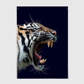 Постер с принтом Оскал тигра | Большая кошка в Екатеринбурге, 100% бумага
 | бумага, плотность 150 мг. Матовая, но за счет высокого коэффициента гладкости имеет небольшой блеск и дает на свету блики, но в отличии от глянцевой бумаги не покрыта лаком | 2022 | big teeth | fangs | grin | tiger | tigr | tigris | большая кошка | большие зубы | клыки | новый год | оскалиться | острые клыки | полосатая кошка | скалить | скалить зубы | тигр